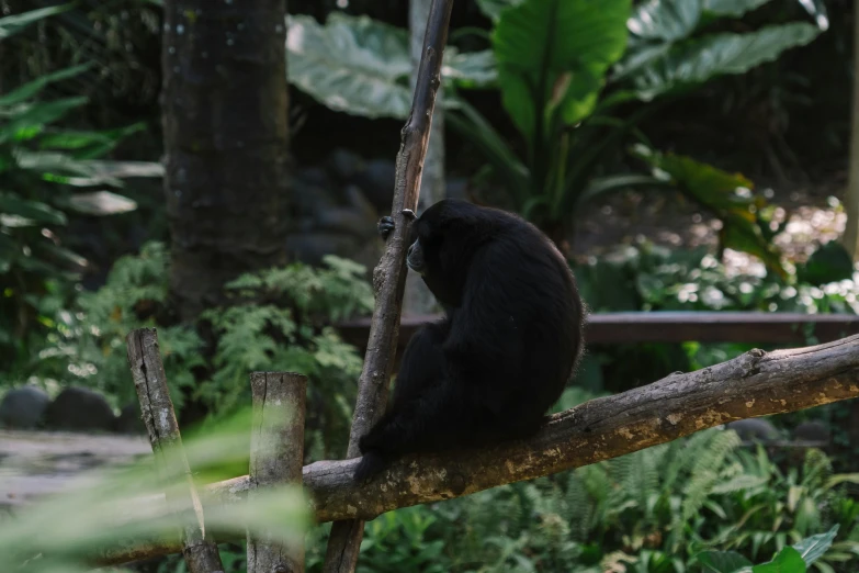 a black bear sitting on top of a tree branch, pexels contest winner, sumatraism, monkey limbs, gif, high quality photo, a wooden