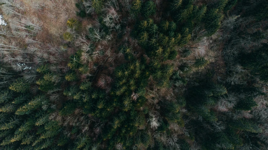 a bird's eye view of a forest, an album cover, by Adam Marczyński, unsplash contest winner, dark green, ((trees))