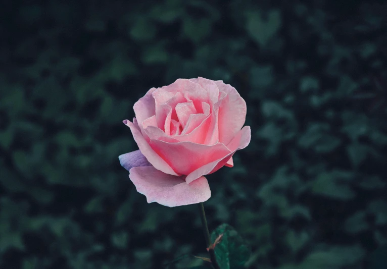 a pink rose sitting on top of a lush green field, inspired by Elsa Bleda, pexels contest winner, on a dark background, flume, single body, single