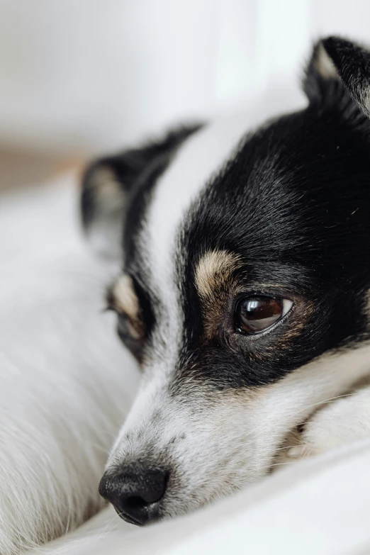 a black and white dog laying on top of a bed, trending on unsplash, renaissance, multiple small black eyes, jack russel dog, woman very tired, close up shot from the side