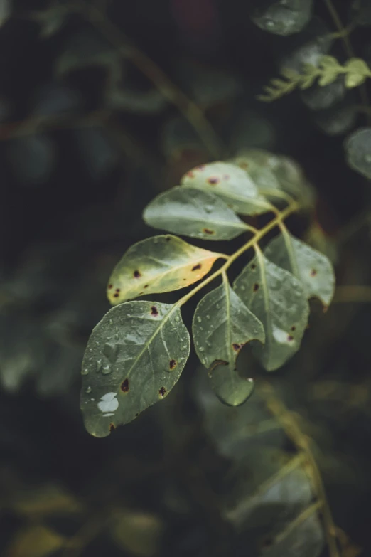 a green leaf with brown spots on it, trending on pexels, tears, grey mist, branches, multiple stories