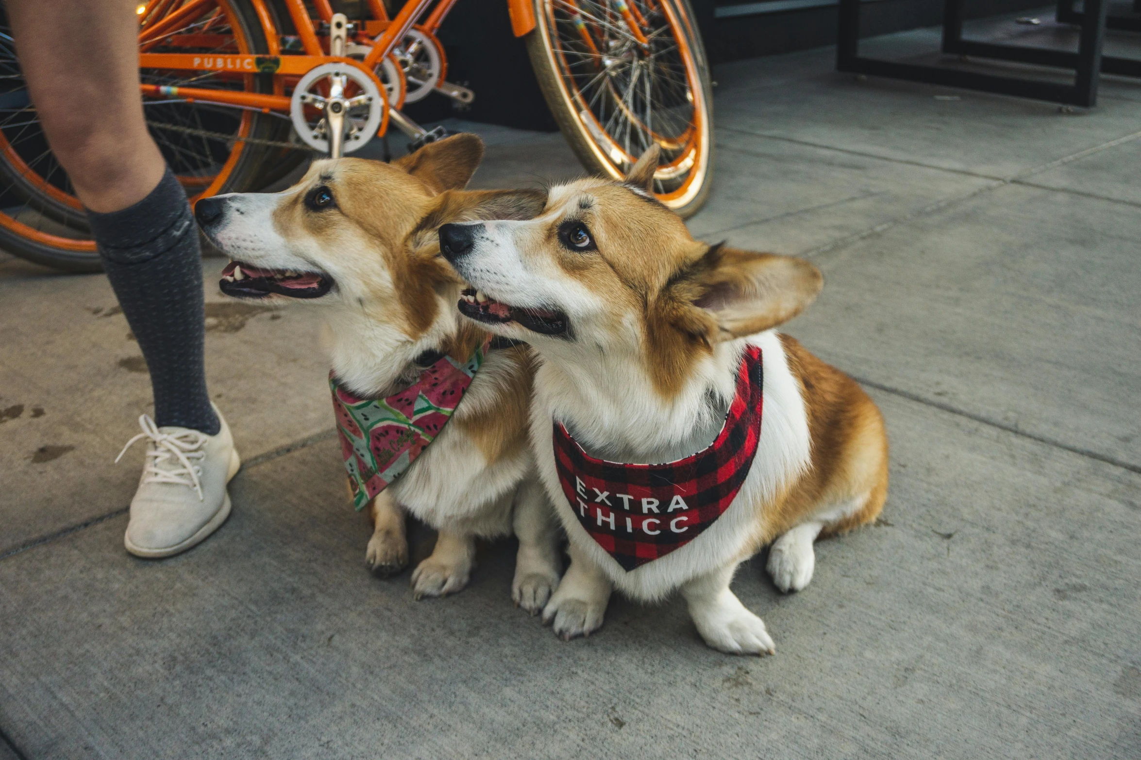 two dogs sitting next to each other on a sidewalk, trending on unsplash, bandanas, corgi, seattle, thumbnail