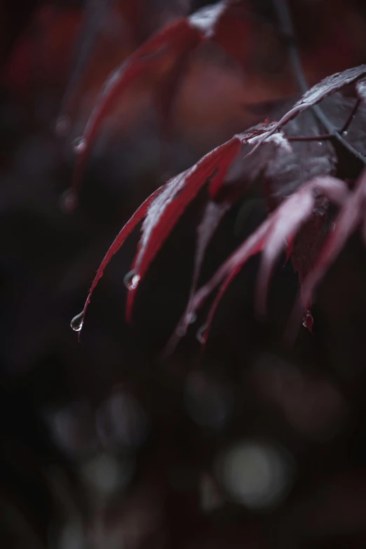 a close up of a leaf with water droplets on it, inspired by Elsa Bleda, unsplash contest winner, takato yomamoto. 4 k, red trees, weeping tears of black oil, maroon mist