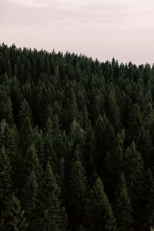 a forest filled with lots of green trees, a picture, unsplash contest winner, black fir, twilight ; wide shot, plain background, ((trees))