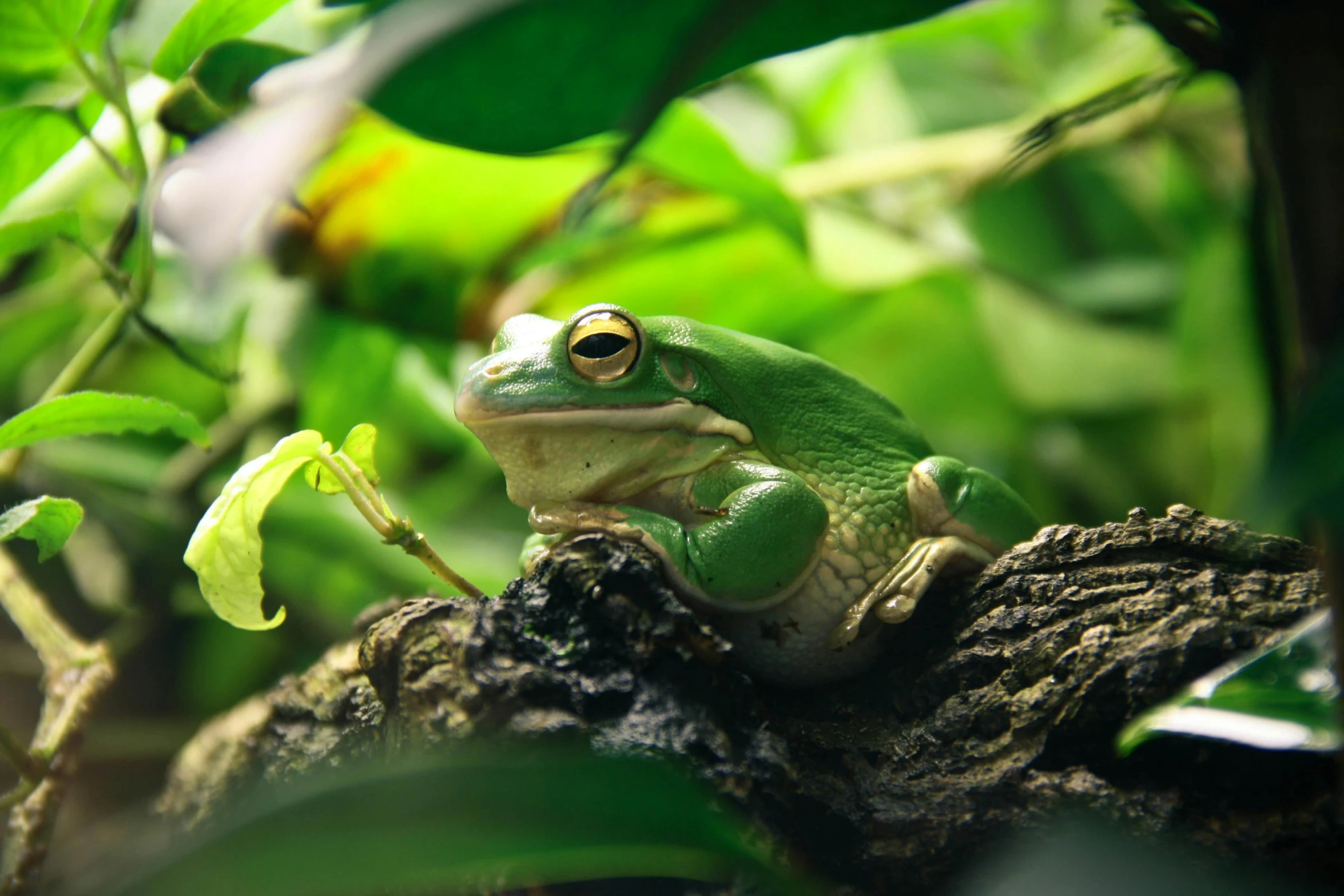 a green frog sitting on top of a tree branch, trending on pexels, vivarium, white, gold and green, australian