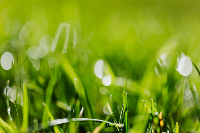 a close up of grass with a blurry background, unsplash, background image, lens flares, lime green, high-resolution