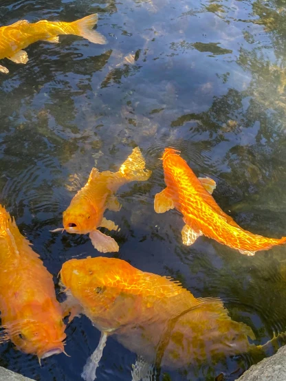 a group of koi fish swimming in a pond, by Josh Bayer, pexels contest winner, taken on iphone 14 pro, glistening gold, al fresco, upscaled to high resolution