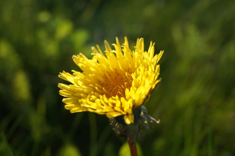 a yellow flower sitting on top of a lush green field, a macro photograph, by Jan Rustem, hurufiyya, sunbeam, yellow spiky hair, ground - level medium shot, back - lit