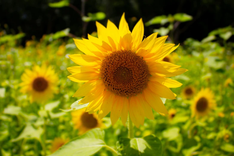 a close up of a sunflower in a field, facing the camera, in the sun, on display, slightly smiling