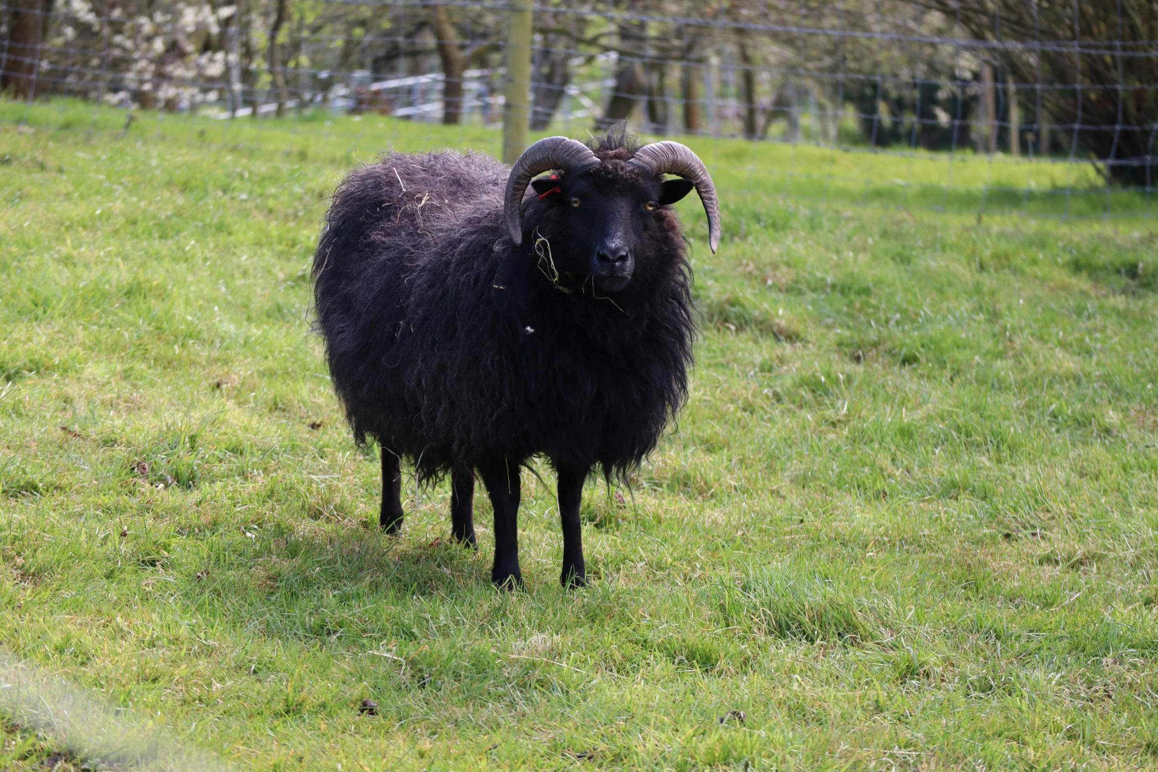 a black sheep standing on top of a lush green field, on a green lawn, eyvind, posed, no cropping