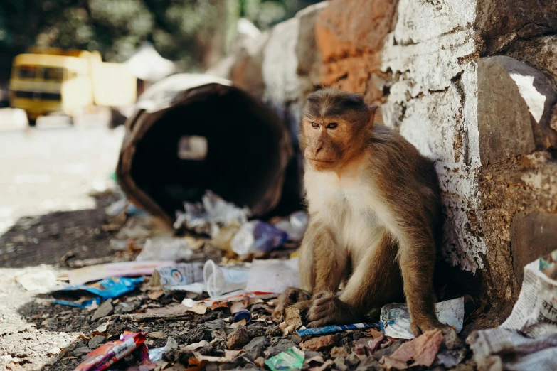 a monkey sitting on top of a pile of trash, pexels contest winner, renaissance, on an indian street, in the middle of a small colony, 🦩🪐🐞👩🏻🦳, sustainable materials