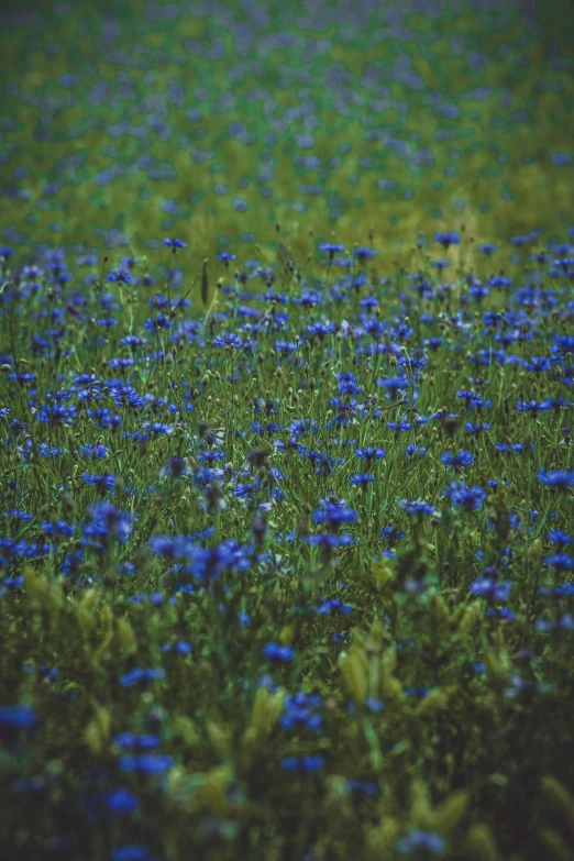 a field filled with lots of blue flowers, an album cover, by Attila Meszlenyi, pexels, vintage color, lush green, made of wildflowers, dark