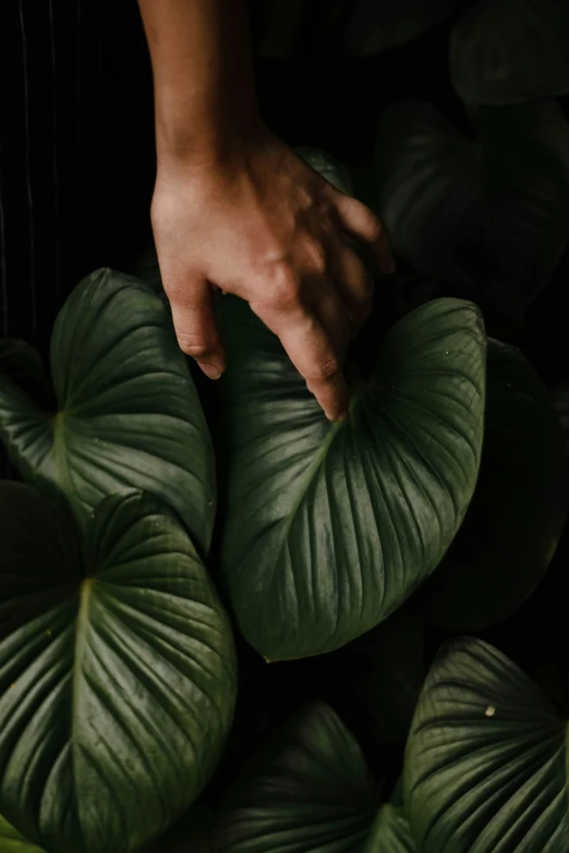 a close up of a person's hand touching a green leaf, inspired by Elsa Bleda, trending on unsplash, giant flowers, dark jungle, ignant, magnolia big leaves and stems