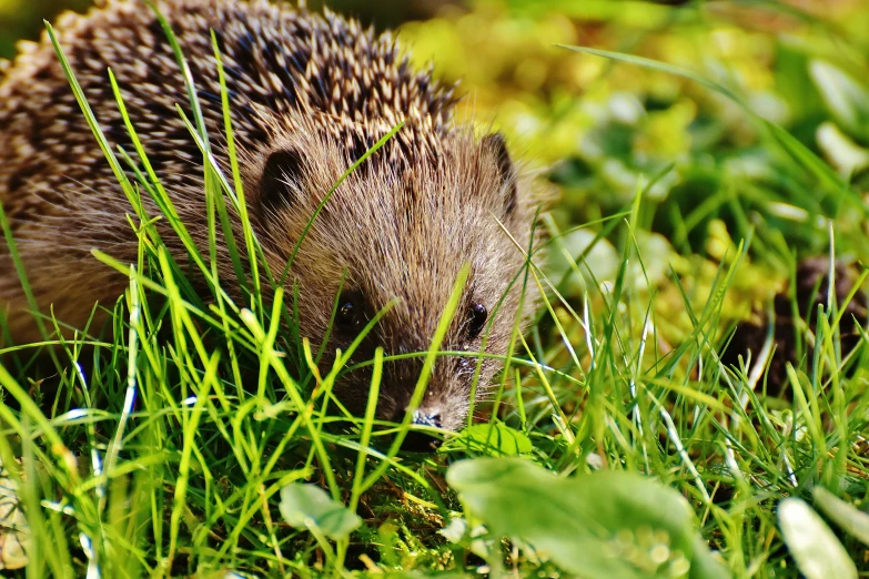 a small hedge sitting on top of a lush green field, by Jan Tengnagel, pixabay, hedgehog, having a snack, 🦩🪐🐞👩🏻🦳, viewed from the ground
