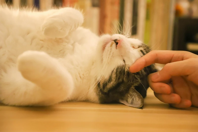 a close up of a person petting a cat, lying down, doing a sassy pose, touching heads, on a canva