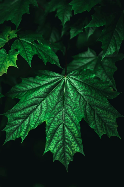 a close up of a leaf on a tree, an album cover, inspired by Elsa Bleda, trending on pexels, maple syrup highlights, dark green, super high detail picture, illuminated