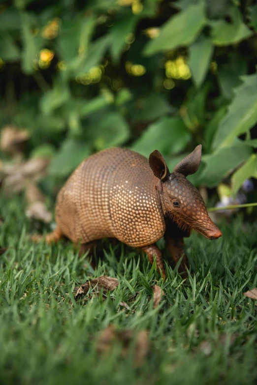 a close up of a small armadile in the grass, a digital rendering, unsplash, sumatraism, figurines, chocolate, in australia, made of bronze