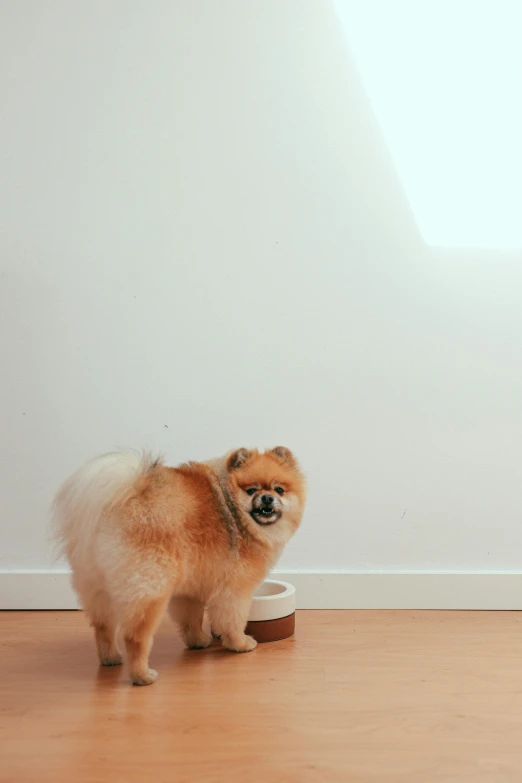 a small dog standing next to a bowl of food, trending on unsplash, minimalism, pomeranian, natural light in room, suns, gif