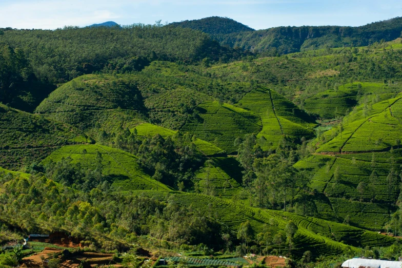 a plane sitting on top of a lush green hillside, hurufiyya, green tea, multiple stories, panoramic, slide show