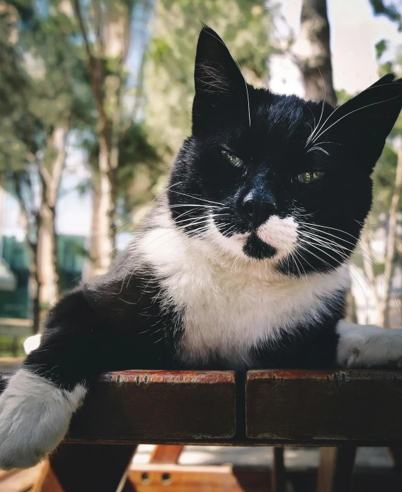 a black and white cat sitting on top of a wooden bench