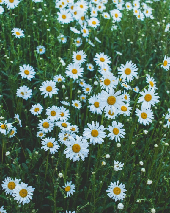 a field full of white and yellow flowers, an album cover, inspired by Elsa Bleda, trending on unsplash, 🍸🍋, lawns, ilustration, (flowers)