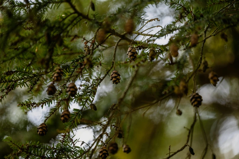 a bunch of pine cones hanging from a tree, a portrait, unsplash, slight overcast, 2000s photo, shot on sony a 7, thumbnail