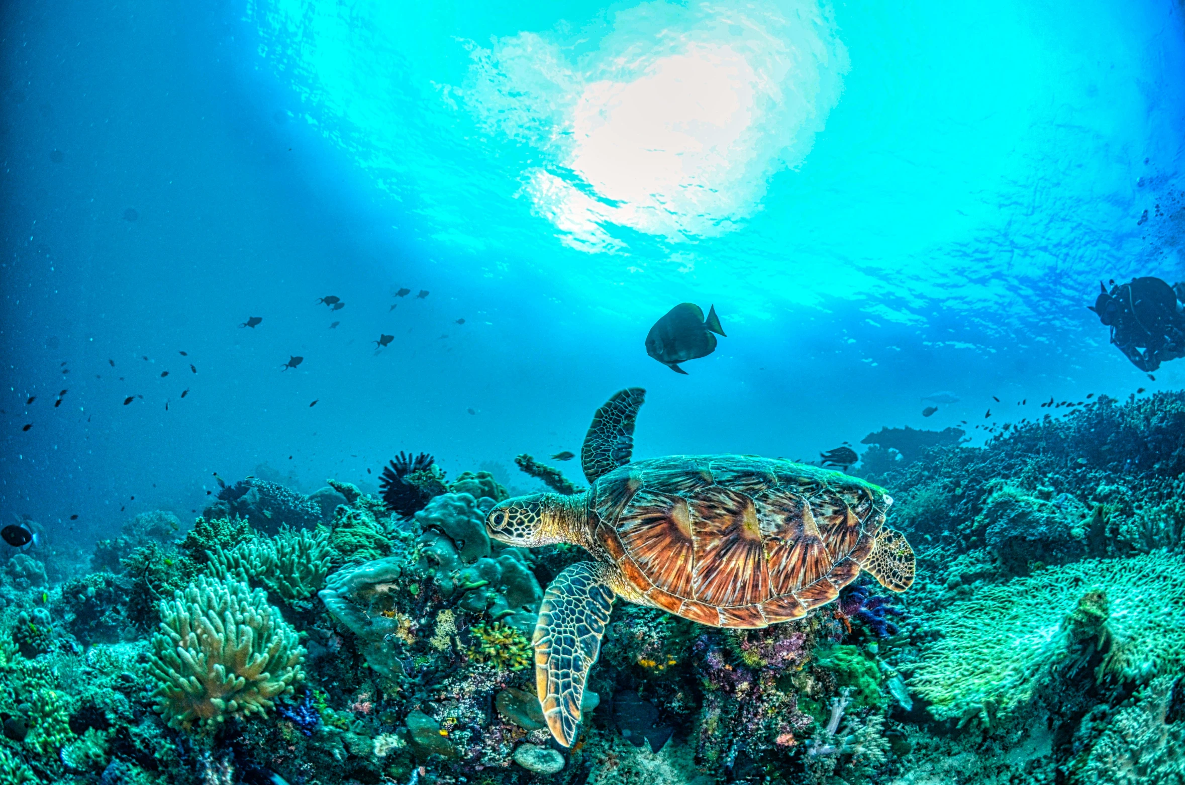 a turtle swimming on top of a coral reef, pexels contest winner, sumatraism, ultrawide landscape, 🦩🪐🐞👩🏻🦳, cyan, great barrier reef