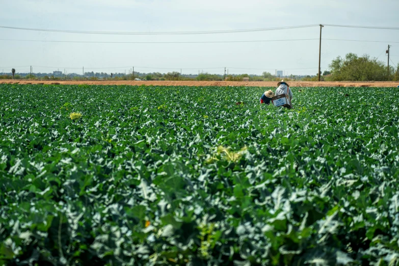 a couple of people that are in a field, unsplash, precisionism, lots of cotton plants, picking up a can beans, estefania villegas burgos, slide show