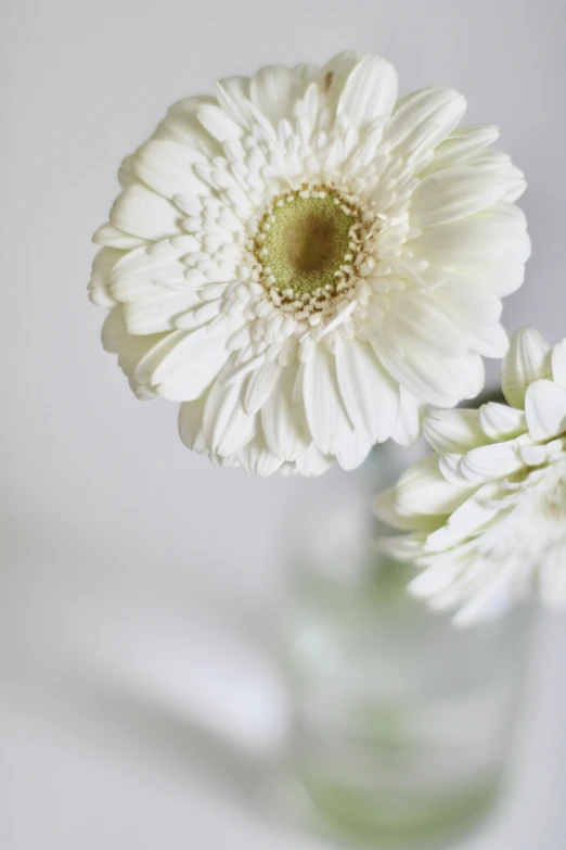 two white flowers in a green glass vase, a picture, by Emanuel de Witte, unsplash, on a white table, close up details, half image, all white