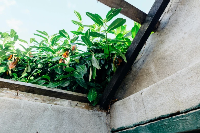 a plant that is growing out of the side of a building, orange roof, fruit trees, skylight open ceiling, honeysuckle