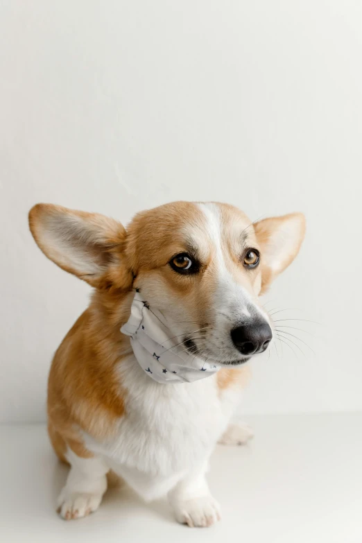 a brown and white dog sitting on a white surface, black bandana mask, thumbnail, corgi, 9