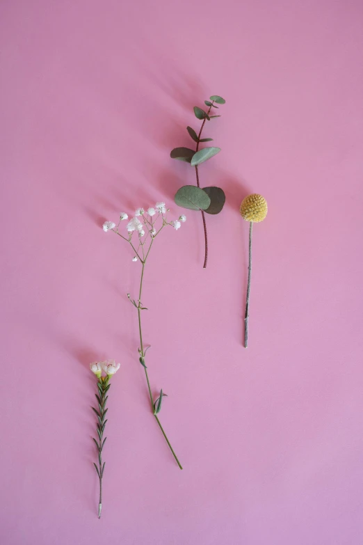 a couple of flowers sitting on top of a pink surface, scattered props, stems, in muted colours, various posed