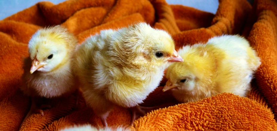 a couple of small chickens sitting on top of a blanket, fluffy orange skin, square, thumbnail, cute coronavirus creatures