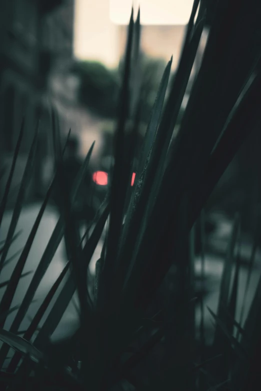 a fire hydrant sitting on the side of a road, inspired by Elsa Bleda, unsplash, hurufiyya, extreme bokeh foliage, fronds, rainy city at night, overcast bokeh - c 5