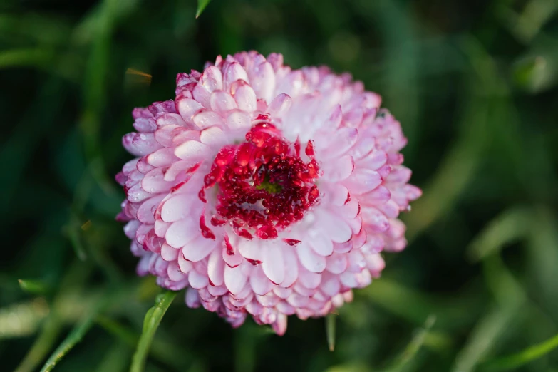 a pink flower sitting on top of a lush green field, pexels, renaissance, coxcomb, with a whitish, made of glazed, high quality photo