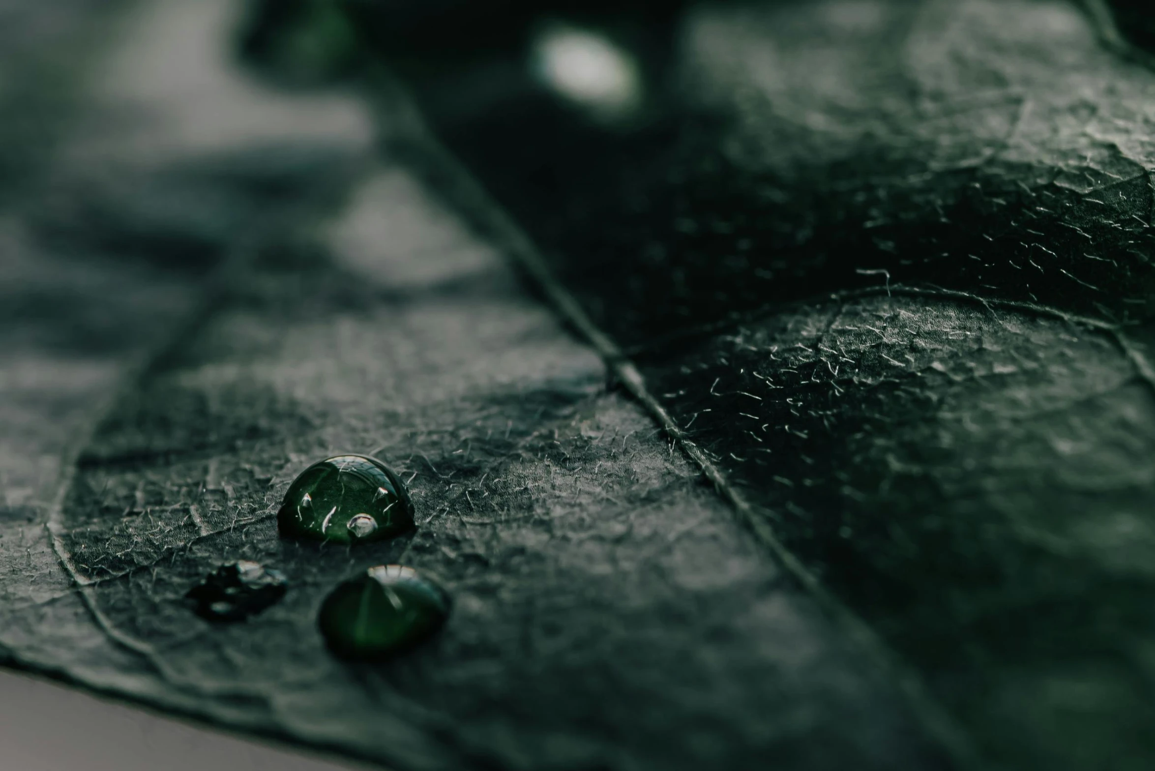 a close up of a leaf with water droplets on it, by Emma Andijewska, trending on pexels, dark green cloak, embedded with gemstones, miniature product photo, water on the floor