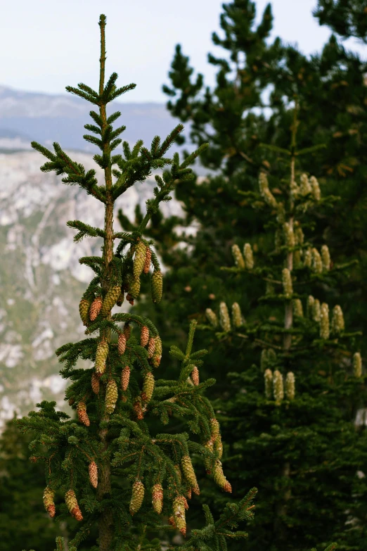 a close up of a pine tree with a mountain in the background, seeds, hemlocks, snacks, floral growth