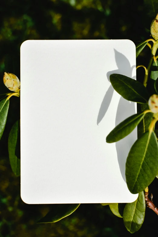 a piece of paper sitting on top of a tree branch, product image, backlight leaves, rounded corners, honeysuckle