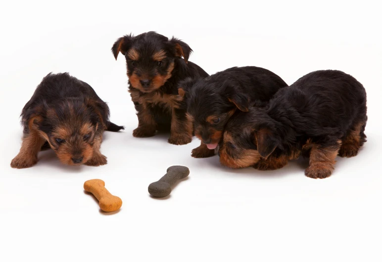 a group of puppies sitting next to a bone, by Peter Churcher, black, thumbnail, food, 6 pack