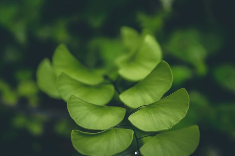 a close up of a plant with green leaves, trending on pexels, hurufiyya, fan favorite, moringa juice, nothofagus, curved