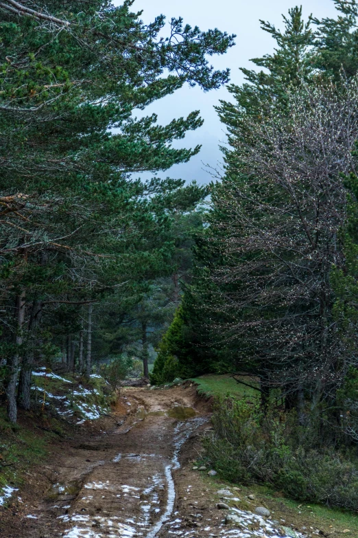 a dirt road in the middle of a forest, arrendajo in avila pinewood, overcast dusk, photo 8 k, cold but beautiful