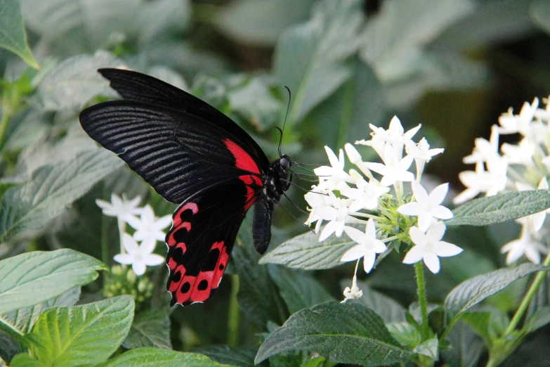 a close up of a butterfly on a flower, in red and black, fragrant plants, award - winning, ready to eat