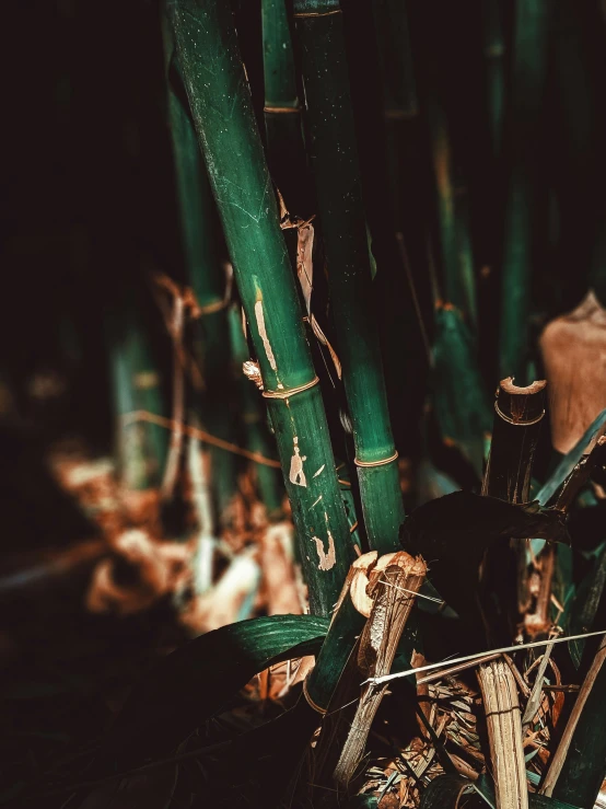 a close up of a bunch of bamboo stalks, inspired by Elsa Bleda, pexels contest winner, sumatraism, vintage color, made of vines, rusted junk, green and black