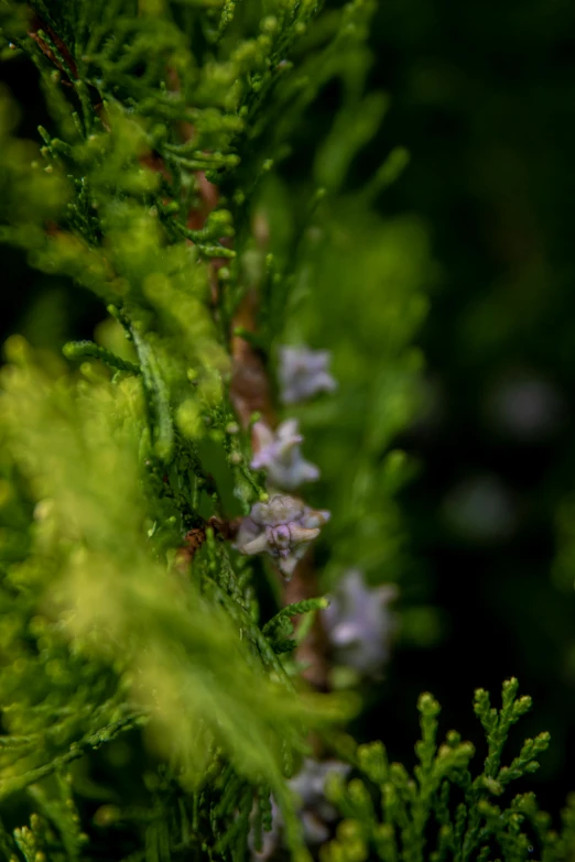 a close up of a branch of a tree, a macro photograph, unsplash, hurufiyya, moss and flowers, cinematic shot ar 9:16 -n 6 -g, cypress trees, swirly bokeh