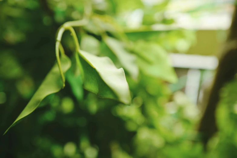 a close up of a leafy tree with a building in the background, inspired by Elsa Bleda, unsplash, happening, lime green, defocus, gardening, loosely cropped