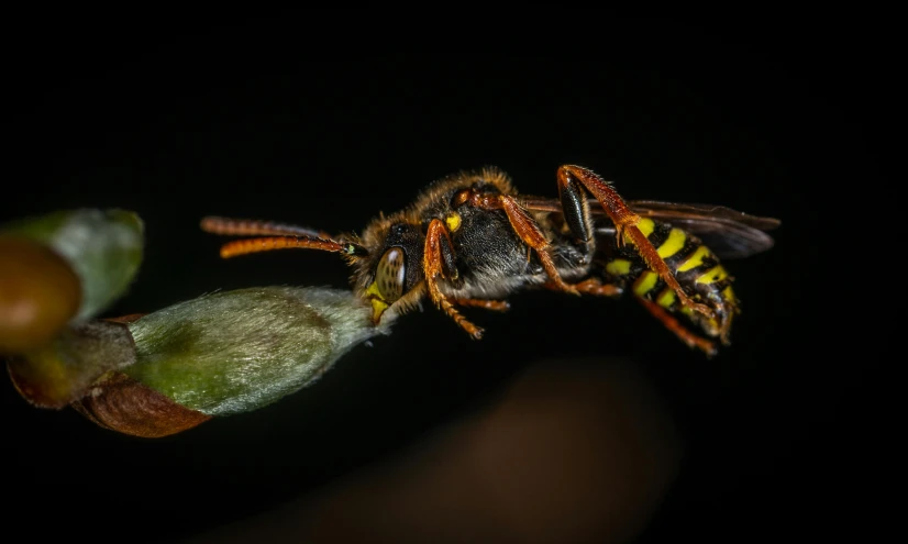 a close up of a wasp on a flower, pexels contest winner, out in the dark, sitting on a curly branch, avatar image, ready to eat