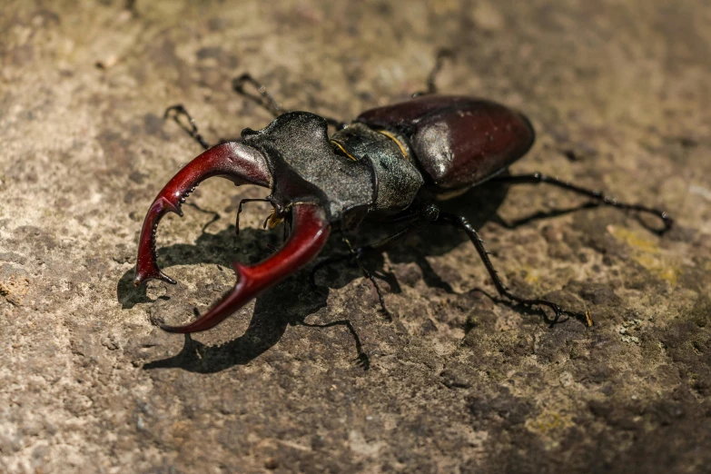 a close up of a beetle on a rock, an album cover, pexels contest winner, hurufiyya, stag beetle, avatar image, red horns, full body in shot