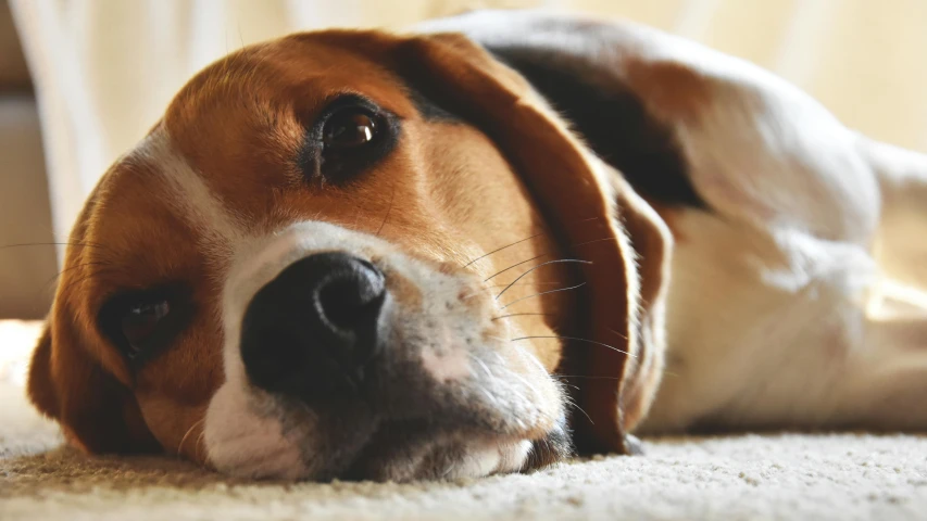 a close up of a dog laying on the floor, pexels contest winner, cute beagle, disappointed, animation, grain”