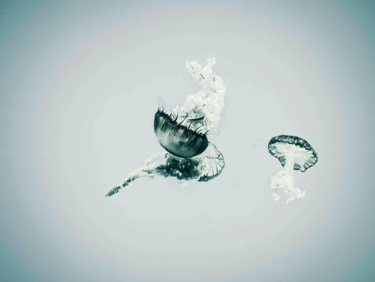 a black and white photo of a jellyfish, unsplash, generative art, floating. greenish blue, seahorses, white sky, slide show