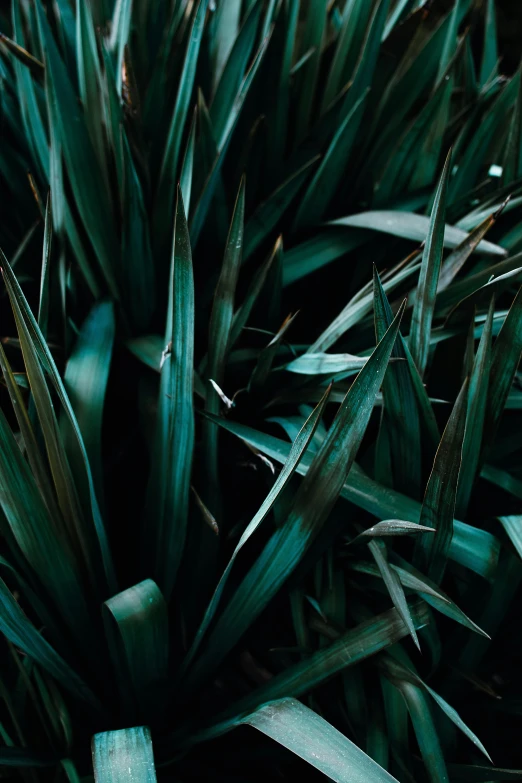 a fire hydrant sitting in the middle of a lush green field, a macro photograph, inspired by Elsa Bleda, trending on pexels, palm skin, dark teal, made of leaves, a high angle shot